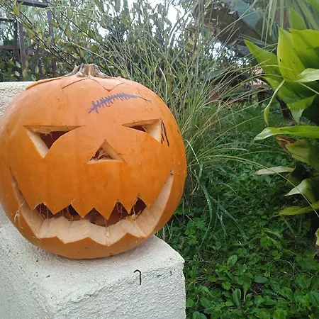 Les Rosiers Au Domaine Des Sauvineries